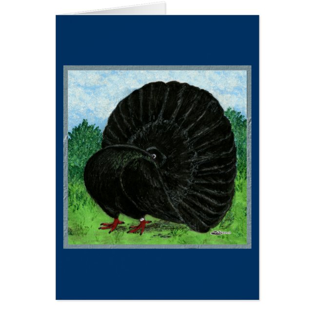 Fantail:  Black (Frente)