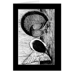 Fantail Pair