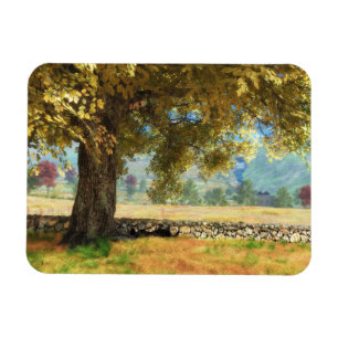 Fantasías: Bajo el imán flexible del árbol de haya