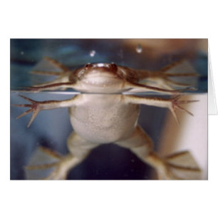 Fantasma de la tarjeta de muchas piernas