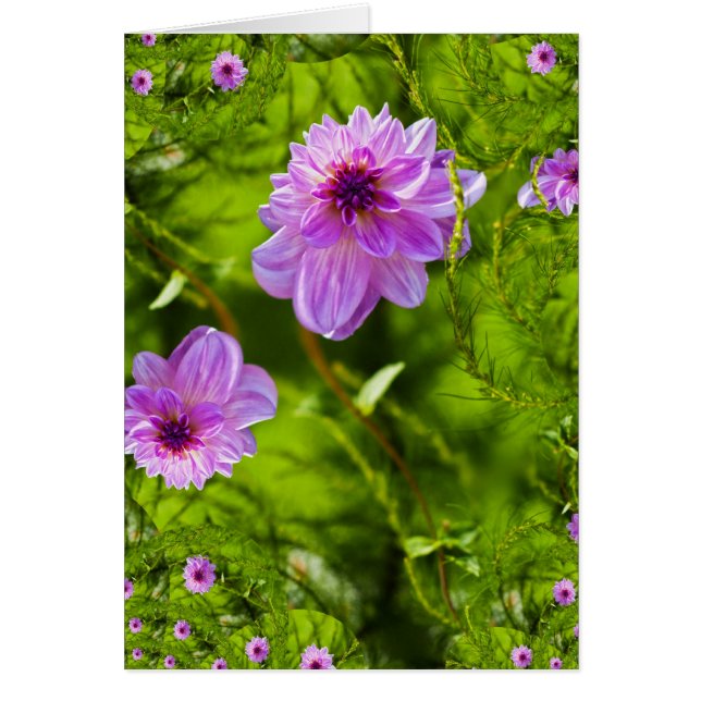 Fantasy Pink Dahlia (Frente)