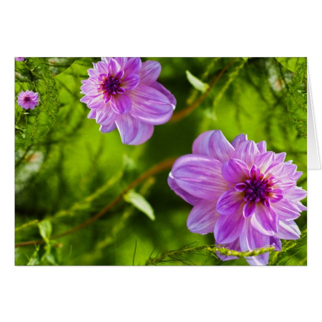 Fantasy Pink Dahlia (Anverso (Horizontal))