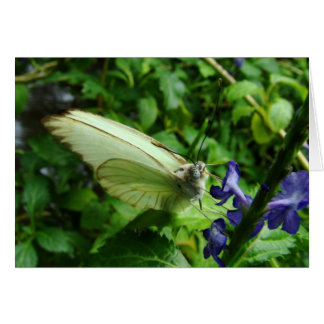 farfalla bianca
