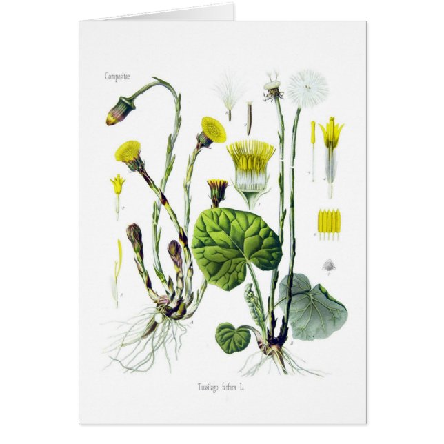 Farfara del Tussilago (Coltsfoot) (Frente)