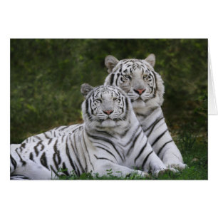 Fase blanca, Tigre de Bengala, Tigris
