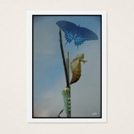 Fases~ Cartas de comercio de artistas de la maripo