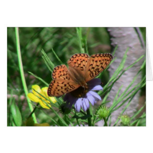 Fauna de los insectos de los insectos/de los