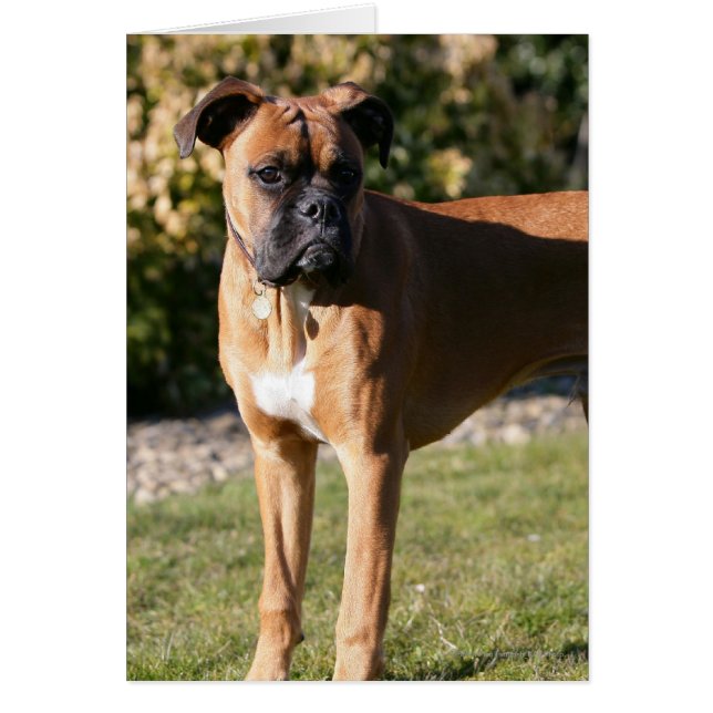 Fawn Boxer Dog Standing (Frente)