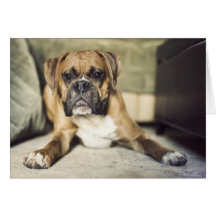 Fawn Boxer Pup