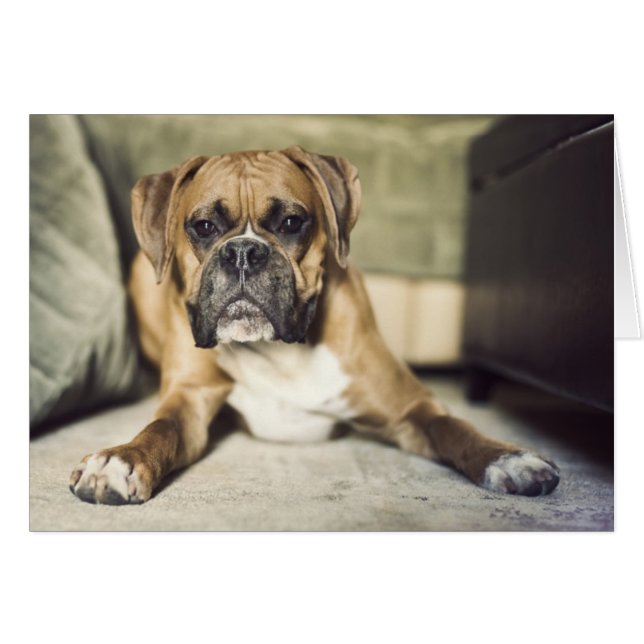 Fawn Boxer Pup (Anverso (Horizontal))