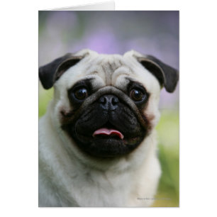 Fawn Pug en alerta