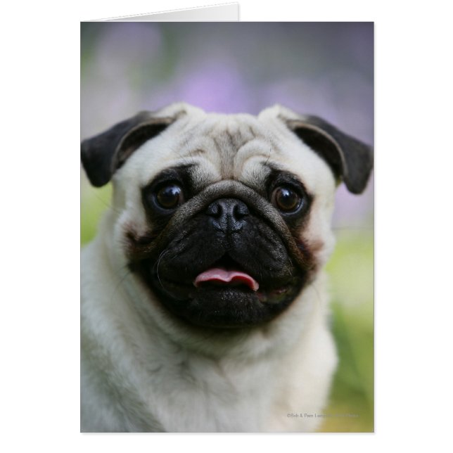 Fawn Pug en alerta (Frente)