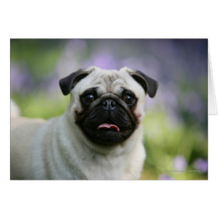Fawn Pug en alerta