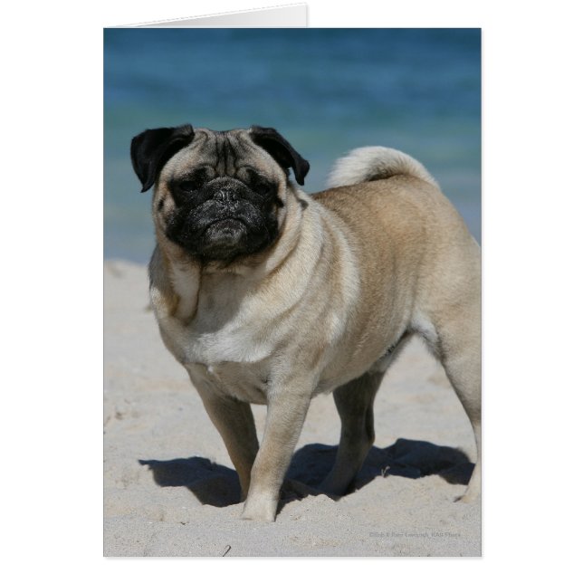 Fawn Pug en la playa (Frente)
