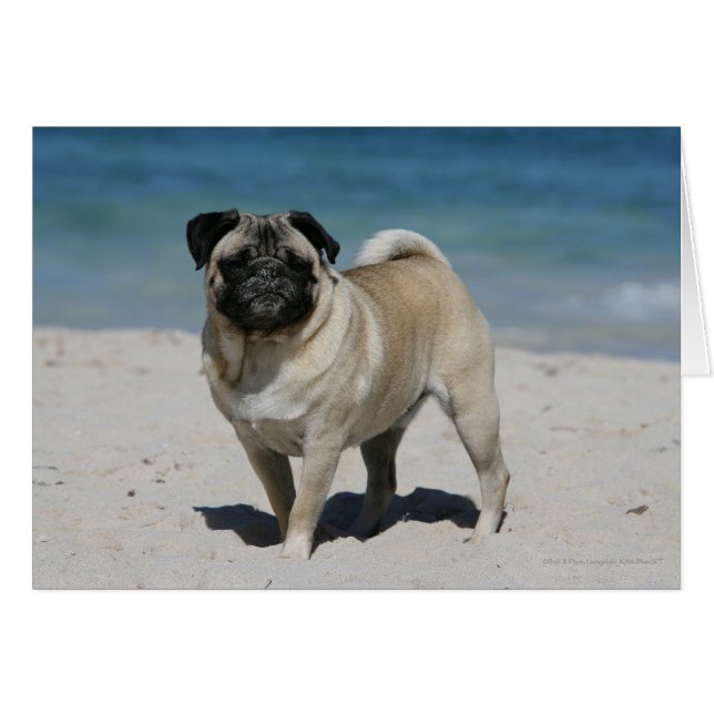 Fawn Pug en la playa (Anverso (Horizontal))