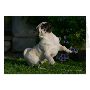 Fawn Pug Puppy
