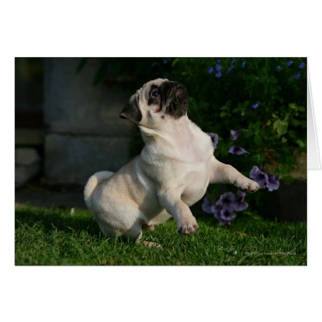 Fawn Pug Puppy (Anverso (Horizontal))
