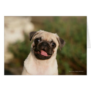 Fawn Pug Puppy