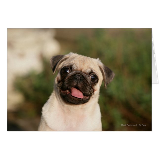 Fawn Pug Puppy (Anverso (Horizontal))