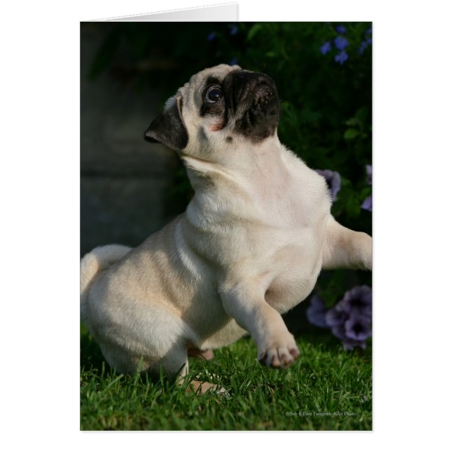 Fawn Pug Puppy (Frente)