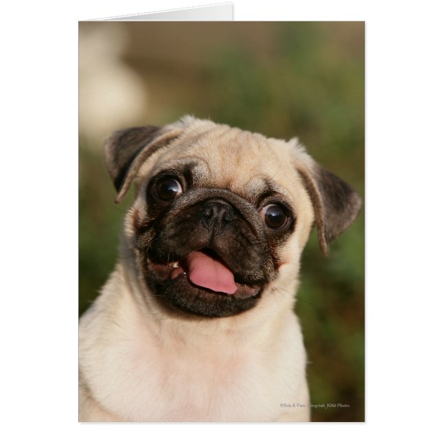 Fawn Pug Puppy (Frente)