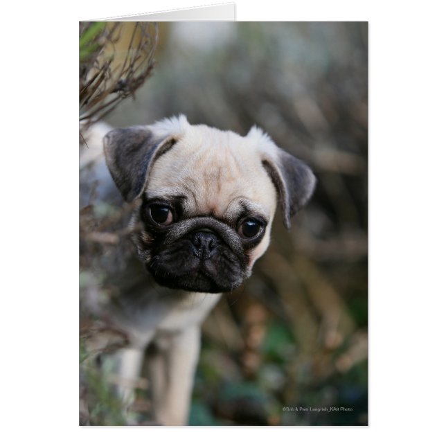Fawn Pug Puppy Headshot (Frente)