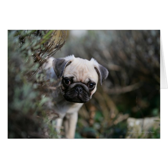 Fawn Pug Puppy Headshot (Anverso (Horizontal))