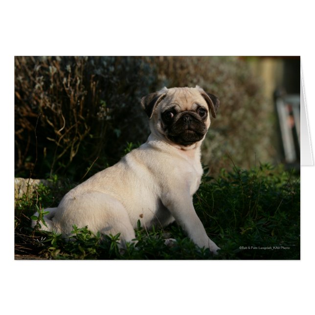 Fawn Pug Puppy Sitting (Anverso (Horizontal))