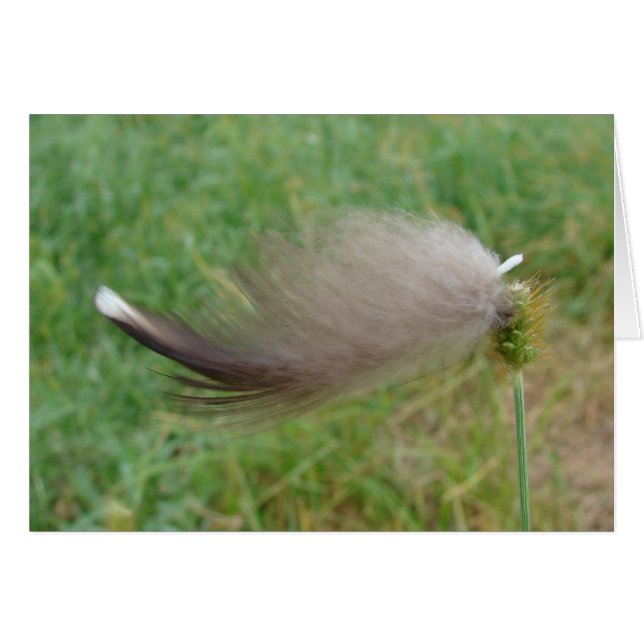 Feather Stube (Anverso (Horizontal))