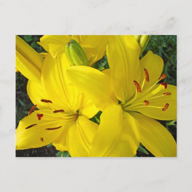 ¡Felices Fiestas! Tarjetas postales de flores de l (Anverso)