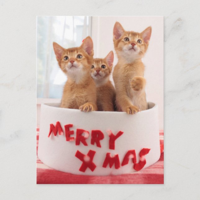 Felices gatitos de Navidad (Anverso)