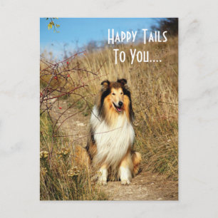 Felices Manos Para Tu Postales De Perro Collie
