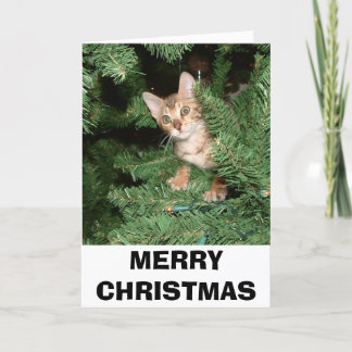 FELICES NAVIDAD