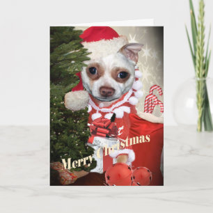 Felices Navidad de la chihuahua