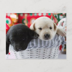 Felices Navidad - perritos lindos en un regalo
