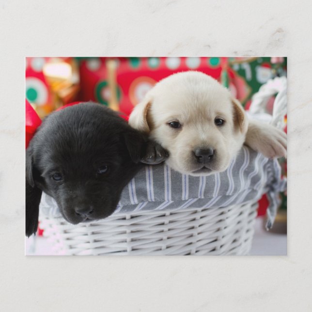 Felices Navidad - perritos lindos en un regalo (Anverso)