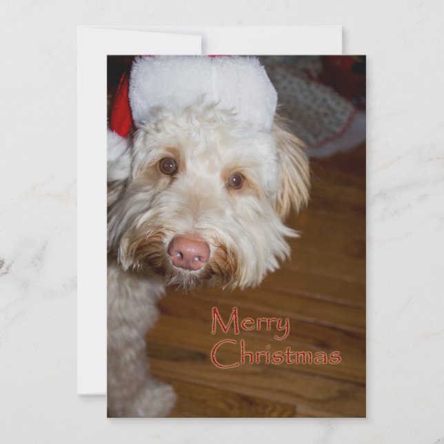 Felices Navidad un Labradoodle con un gorra de (Anverso)