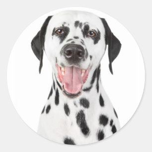 Felices Perros dálmatas saludan a Pegatinas