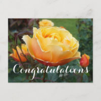 Felicitaciones About Face Rose #2 Tarjeta Postal
