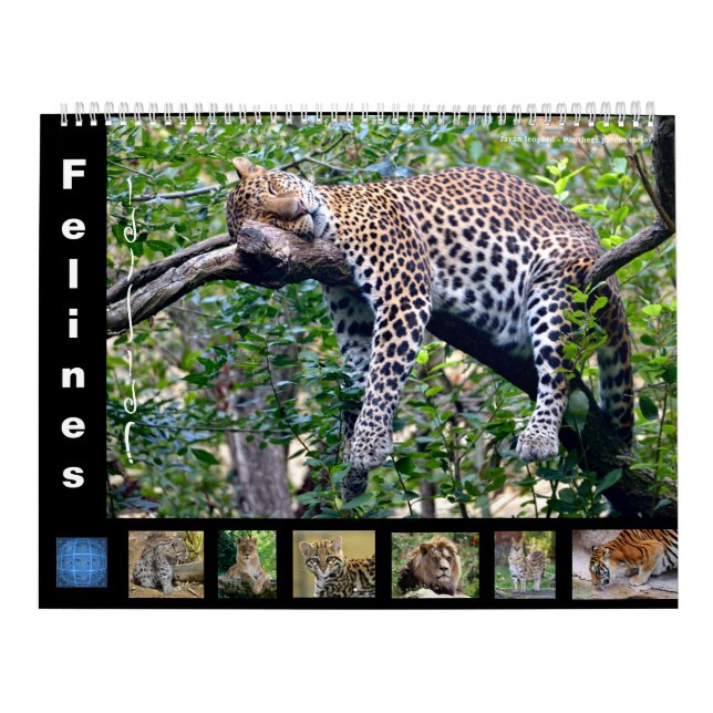 Felines del calendario de 12 meses (Tapa)