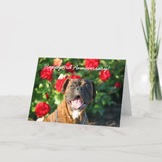 Feliz 3° aniversario Boxer Dog Tarjeta de felicita