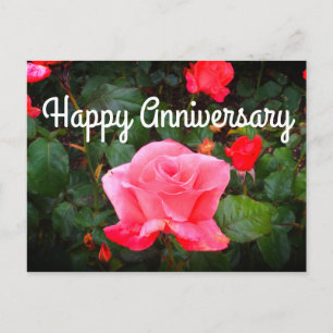 Feliz Aniversario Toque de Clase Rosa #1 Tarjeta P