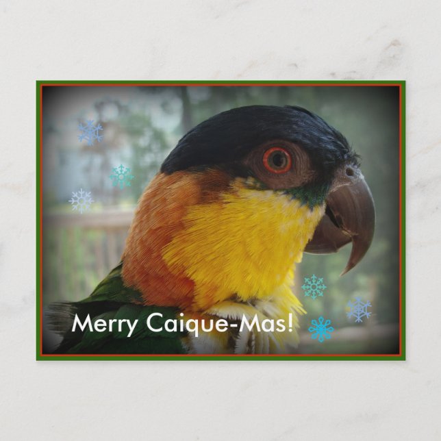 ¡Feliz Caique-Mas! Postal (Anverso)
