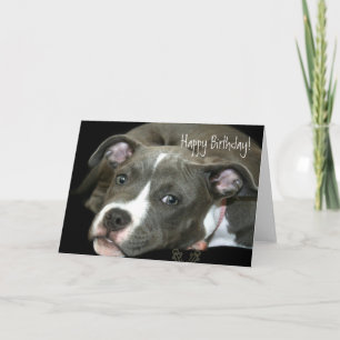 Feliz cumpleaños Blue Pitbull Puppy tarjeta de bie