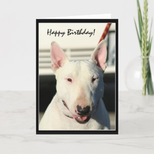 Feliz cumpleaños Bull Terrier tarjeta de saludo
