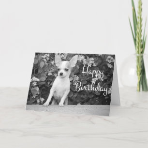Feliz cumpleaños Chihuahua Puppy Dog Tarjeta de sa