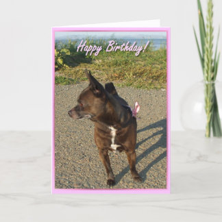 Feliz cumpleaños Chihuahua tarjeta de saludo
