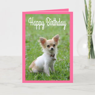 Feliz cumpleaños Chihuahua, tarjeta de saludo rosa