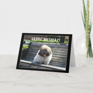 Feliz cumpleaños Coton de Tulear Puppy tarjeta de 