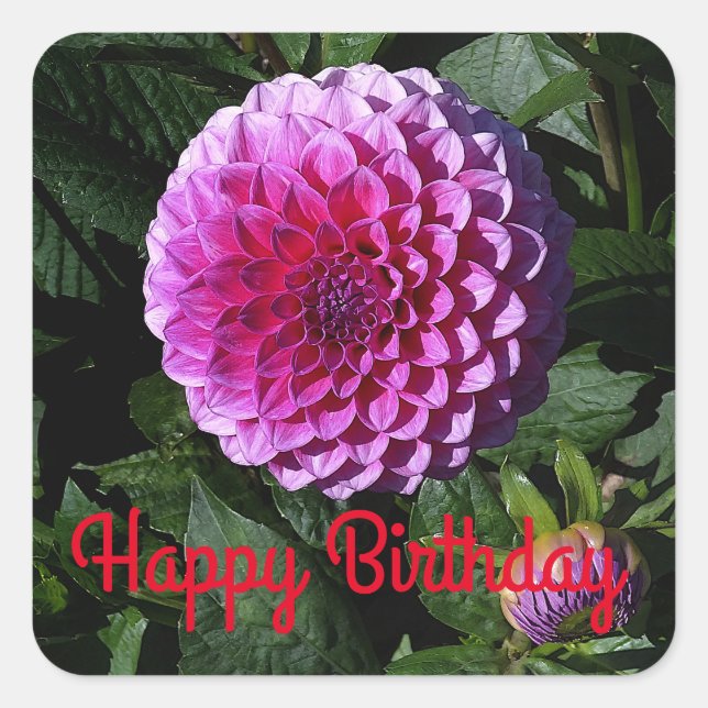 Feliz cumpleaños, Dahlia Paraíso Rosa #1 Pegatinas (Anverso)